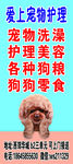 宠物
