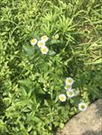 一年蓬花