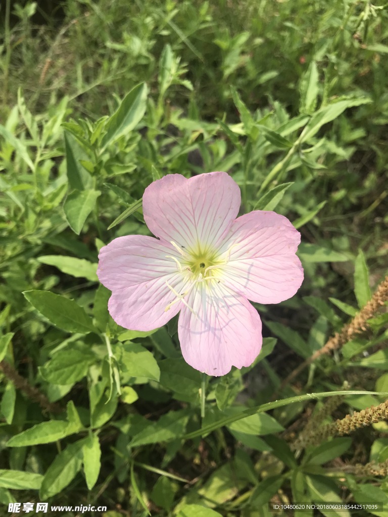 四翅月见草