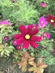 格桑花