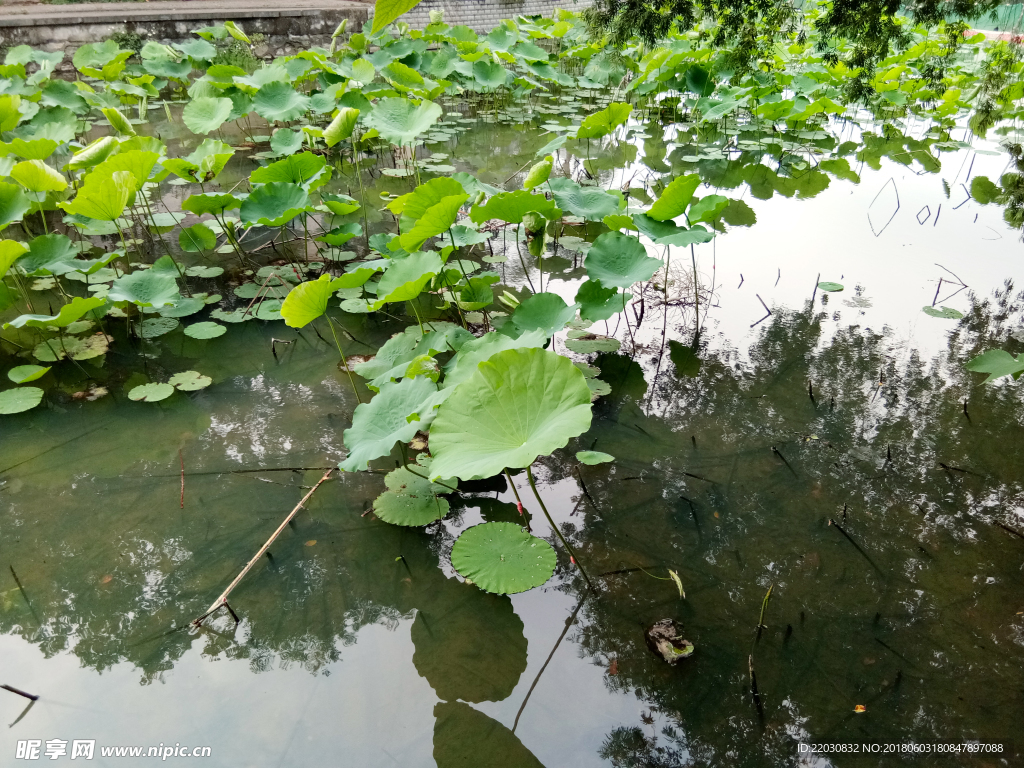 荷叶
