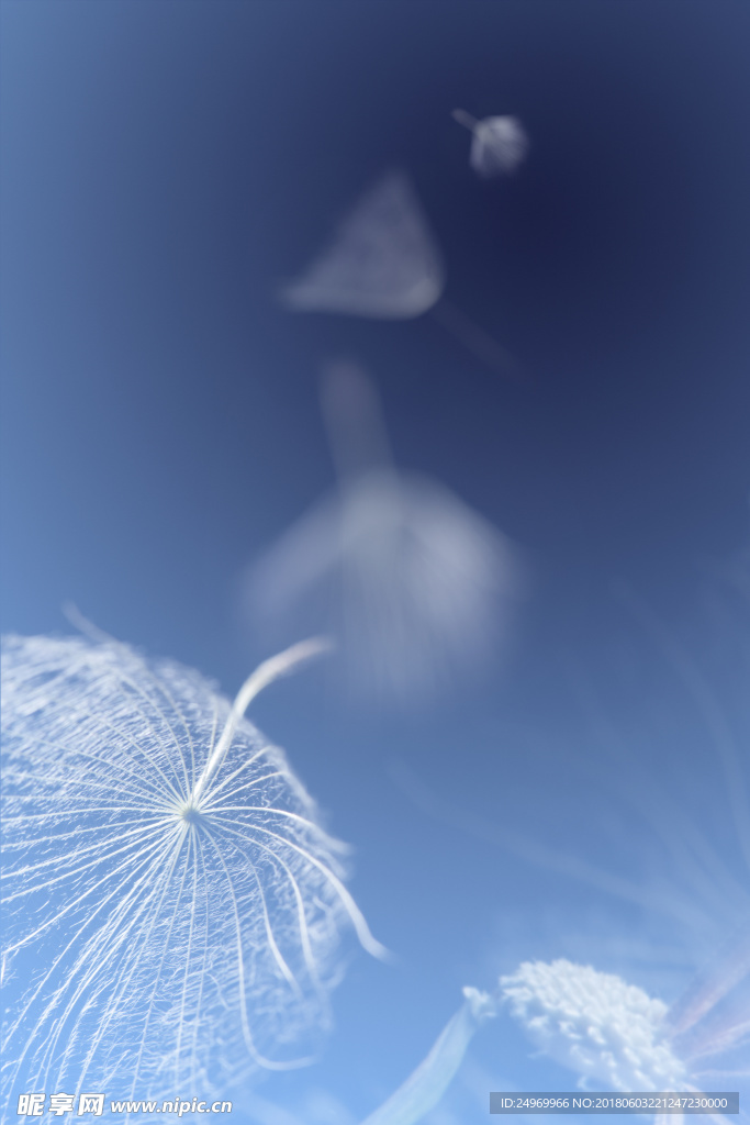 蒲公英