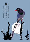 喜鹊