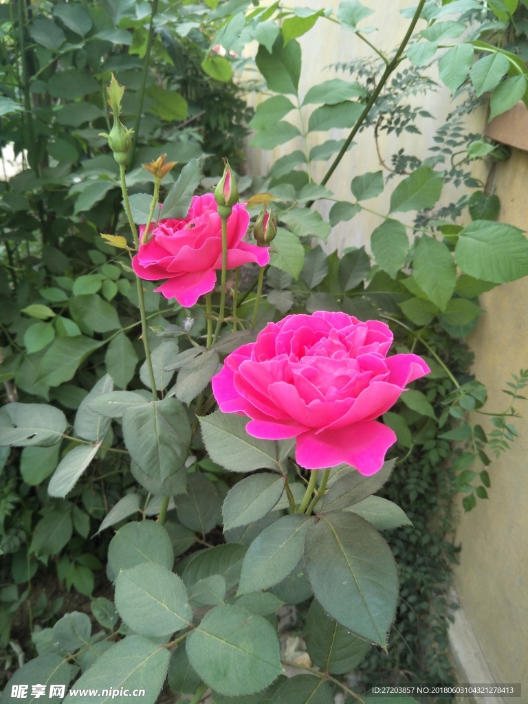 月季花