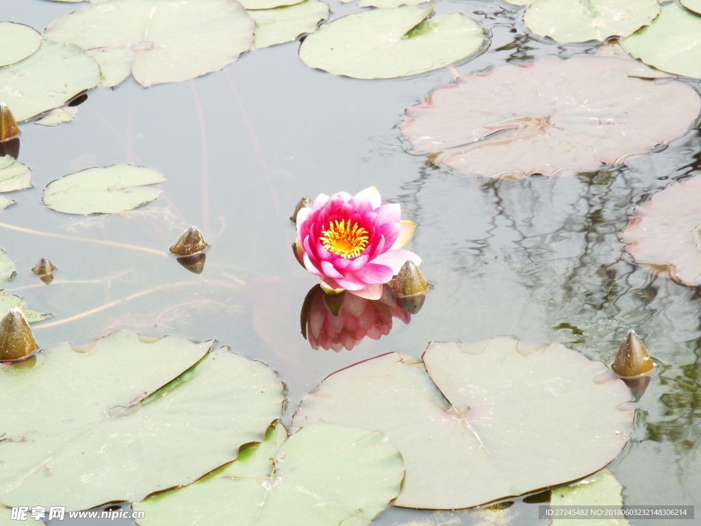 木棉花