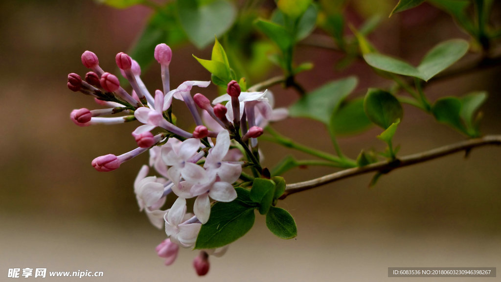 丁香花电脑壁纸图片风景人物动物