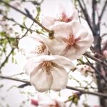 风景壁纸 电脑人物 动物桌面