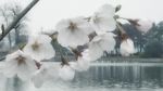 风景壁纸 电脑人物 动物桌面