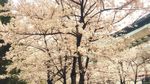 风景壁纸 电脑人物 动物桌面