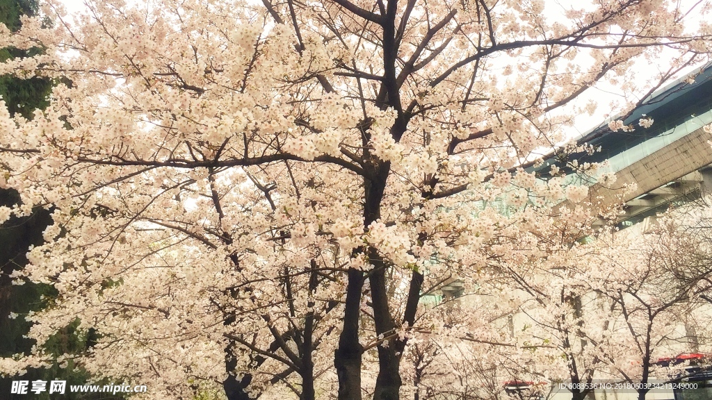 风景壁纸 电脑人物 动物桌面