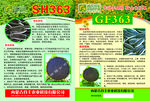 SH363  葵花种子 瓜子