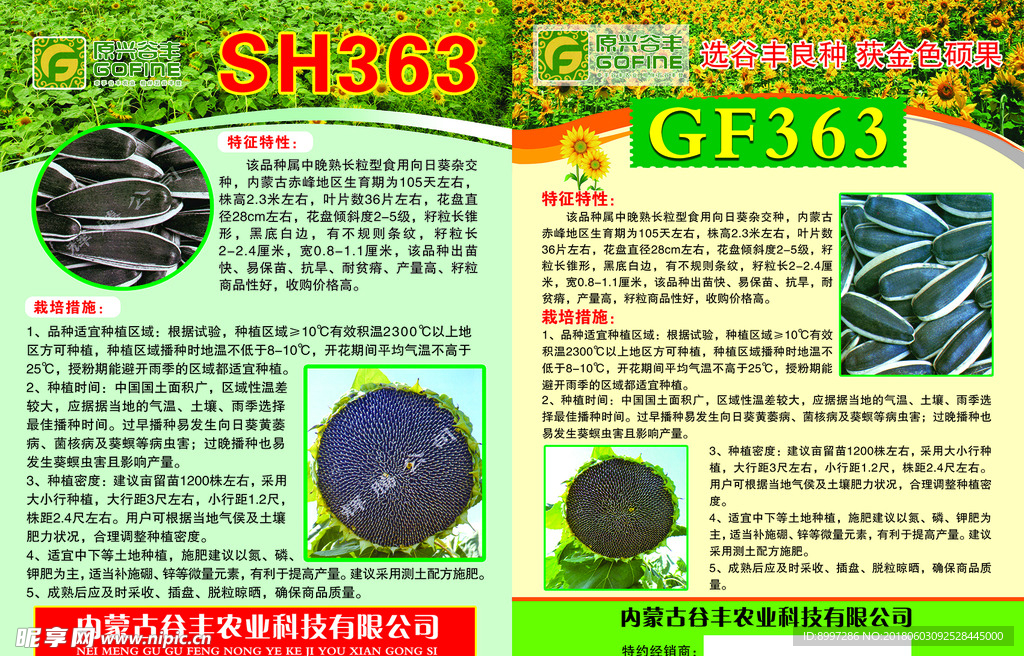 SH363  葵花种子 瓜子