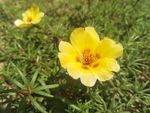 太阳花
