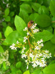 蜜蜂