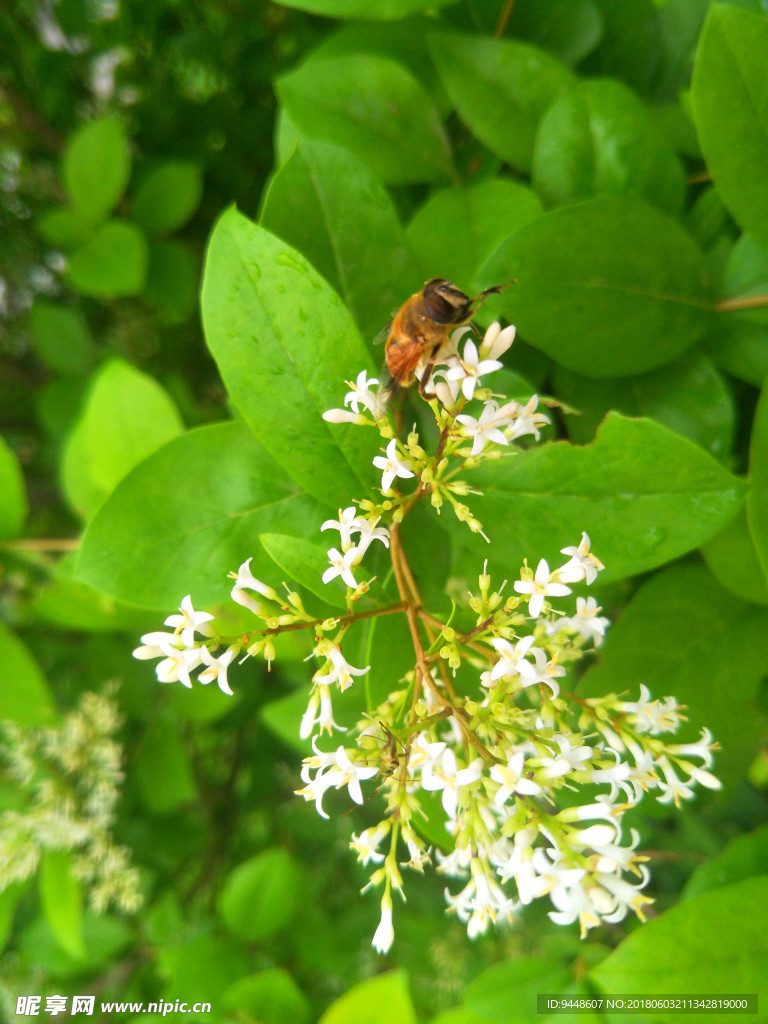 蜜蜂