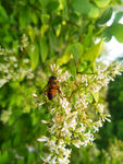 蜜蜂