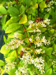 蜜蜂