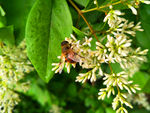 蜜蜂