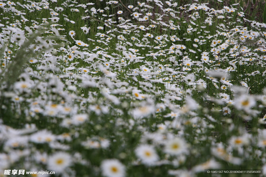 牛眼菊花海