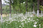 丛林牛眼菊