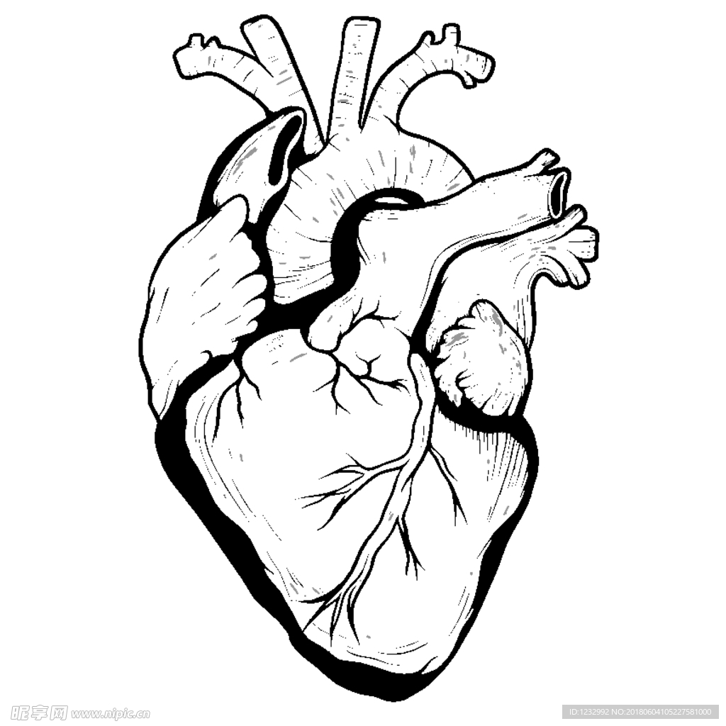 心脏矢量图