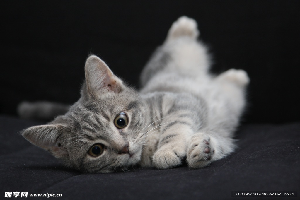猫咪