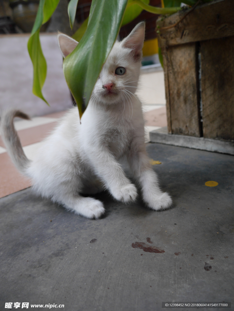 猫咪