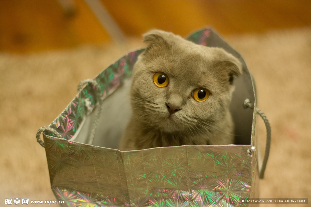 猫咪