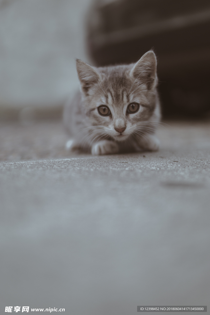 猫咪