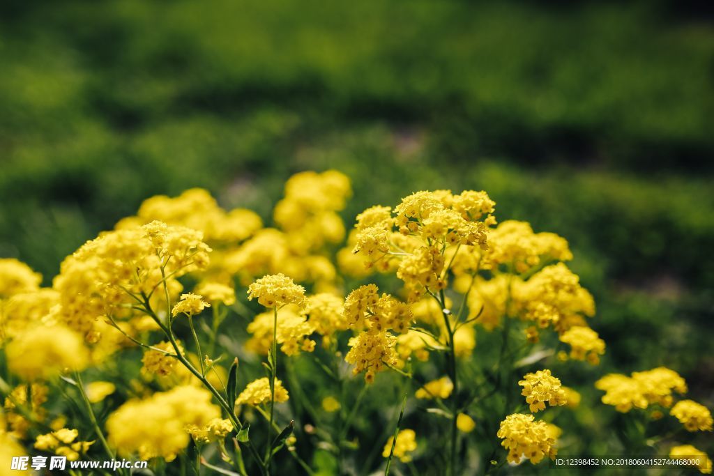 油菜花