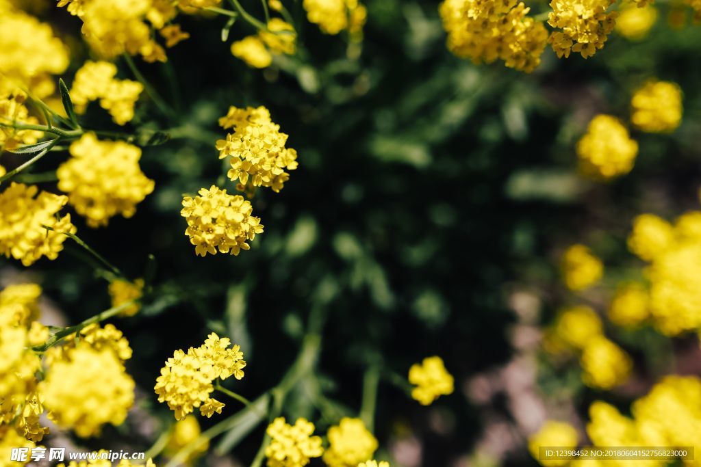油菜花