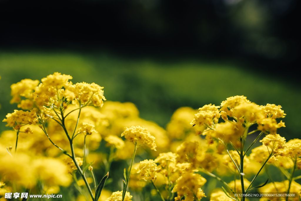 油菜花