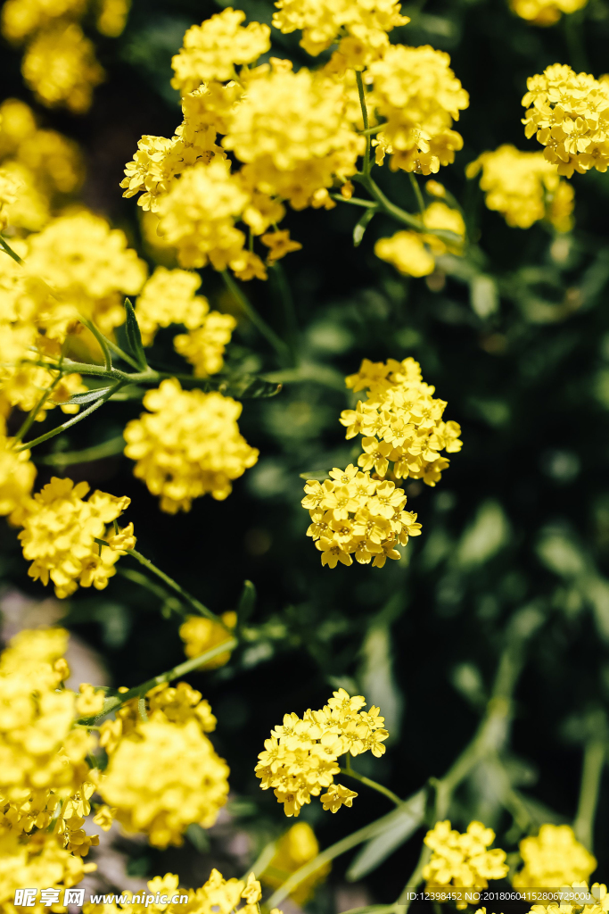 油菜花