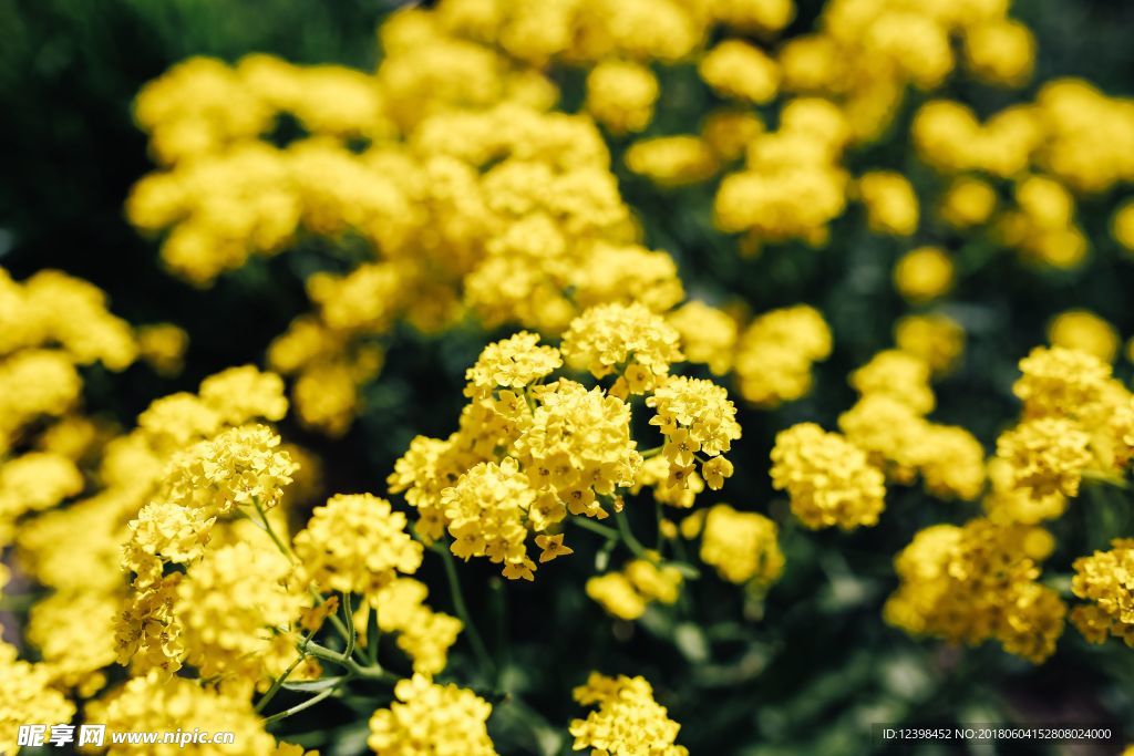 油菜花