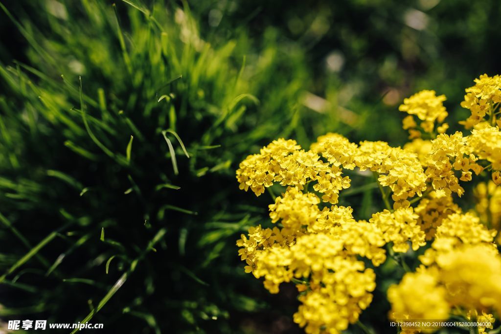 油菜花