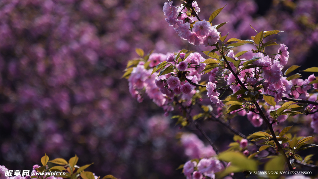 樱花
