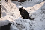 雪地黑猫