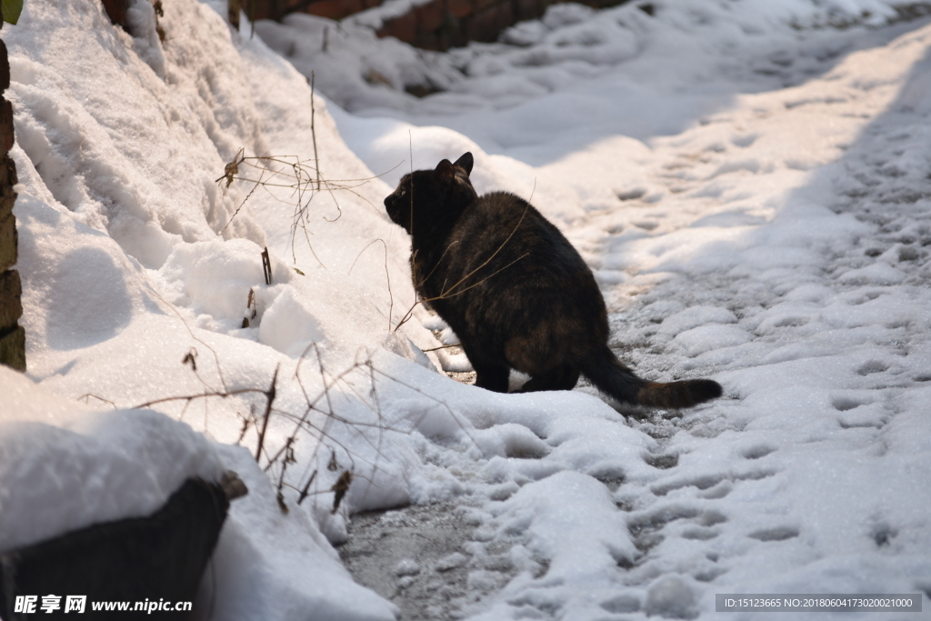 雪地黑猫
