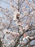 粉色桃花