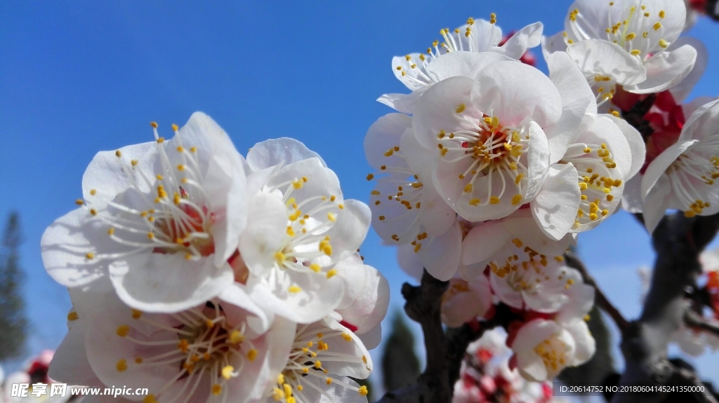 盛开的白色花朵