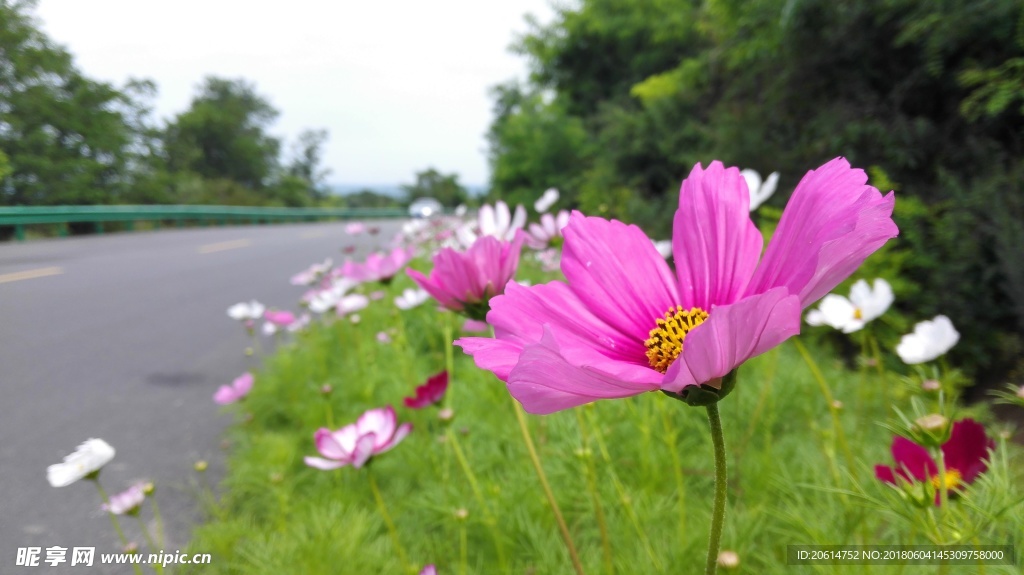 路边的格桑花