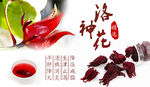 洛神花干花主图