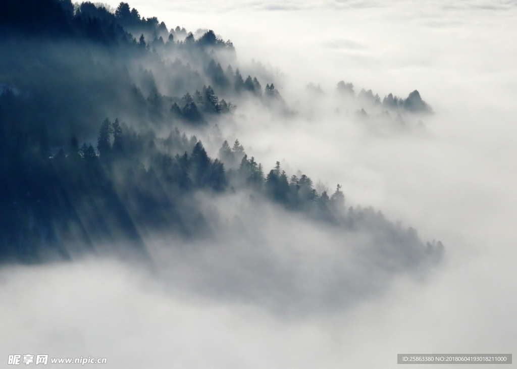 雾  云雾  森林