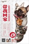 带我回家救助流浪动物图片海报