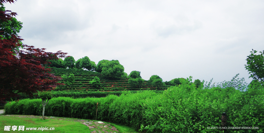 茶山茶园采茶