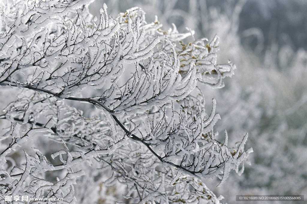 冬天雪景
