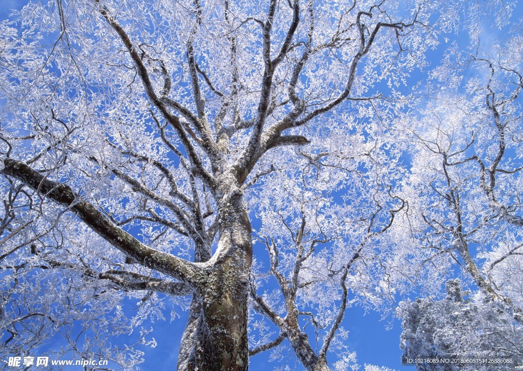 冬天雪景