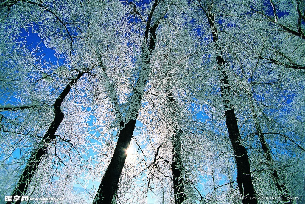 冬天雪景