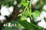 初夏时光