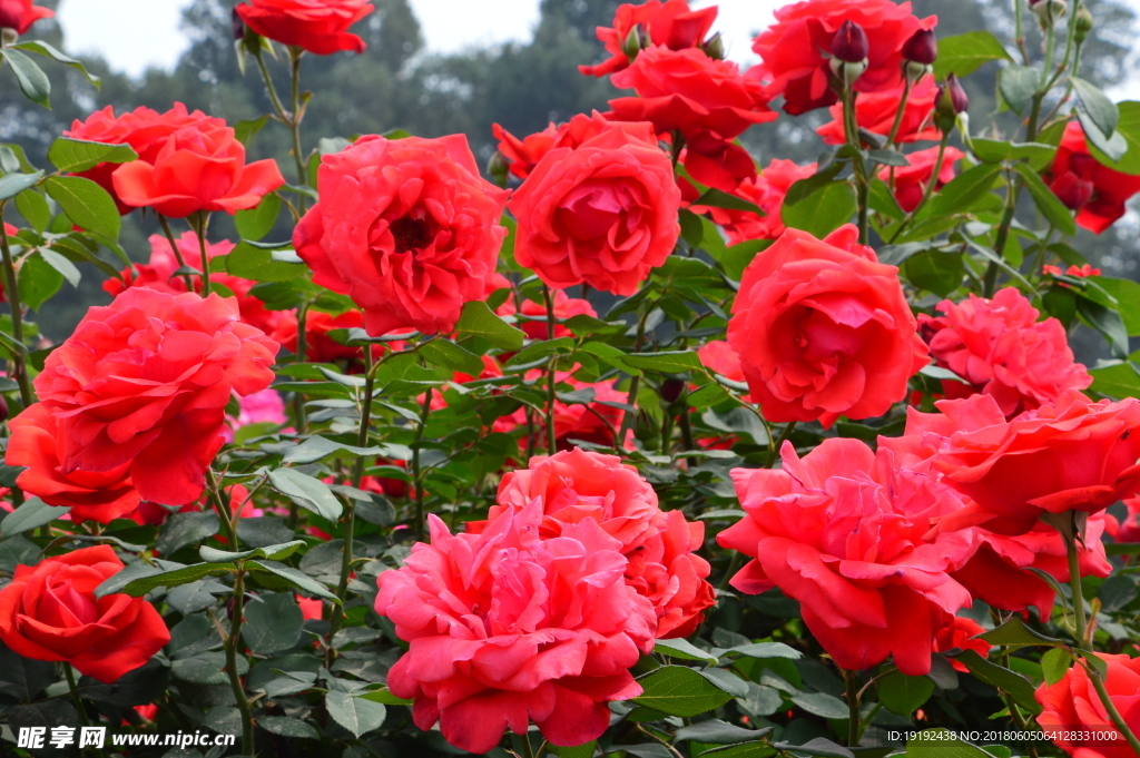 月季花